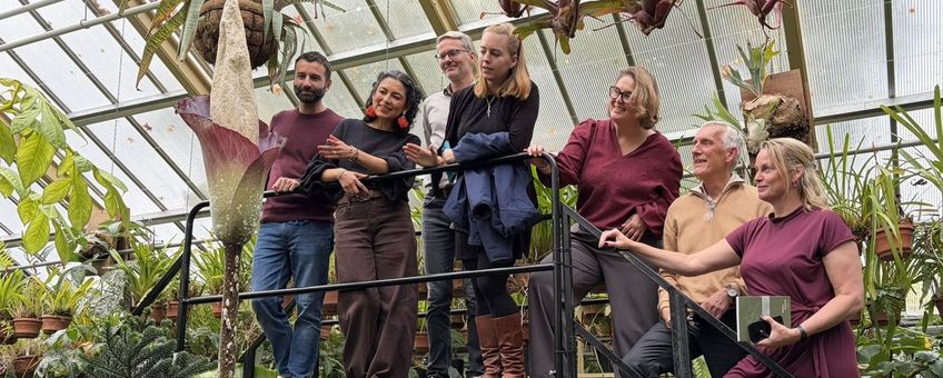 Publiek bewondert reuzenaronskelk (Amorphophallus decus-silvae) in Leidse Hortus