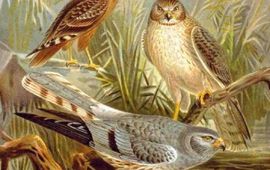 Grauwe kiekendief, Naumann Grauwe kiekendief, tekening uit het boek 'Naumann, Naturgeschichte der Vögel Mitteleuropas'. Oud boek waarvan de copyrights allang zijn verlopen