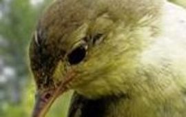 Aelwyn Orpheusspotvogel gadget, GNU Free Documentation License