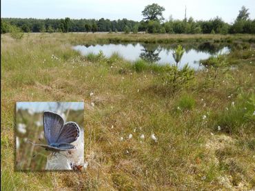 Het Dwingelderveld, een Natura2000-gebied waar het ernstig bedreigde veenbesblauwtje nog voorkomt