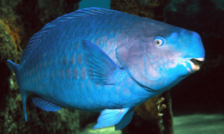 Blue parrotfish (Scarus coeruleus)