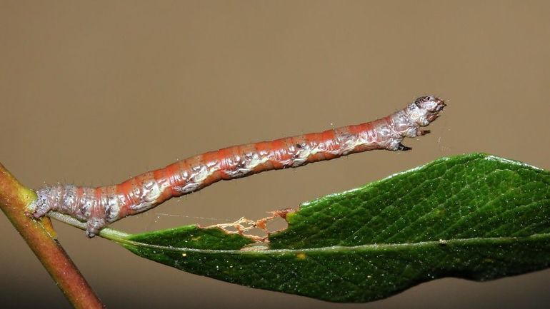 De rups van het klaverblaadje lijkt op een takje, zodat hij zo min mogelijk opvalt