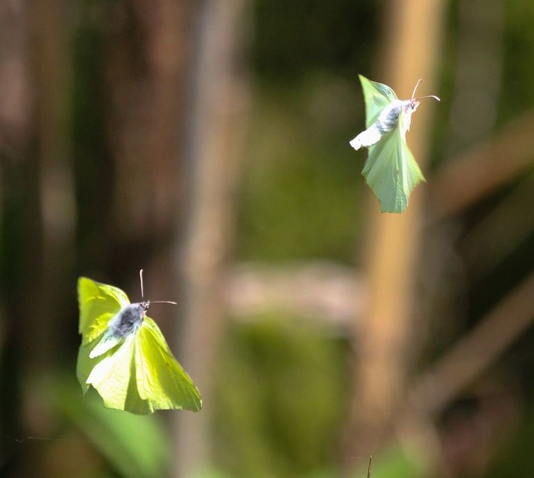 Citroenvlinders