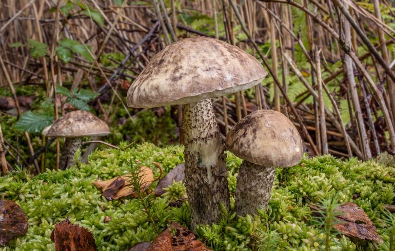 Bonte berkenboleten tussen het riet