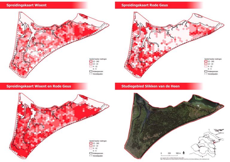 Studiegebied Slikken van de Heen en de spreiding van GPS-posities van de gezenderde wisent en rode geus van september 2020 tot en met september 2021