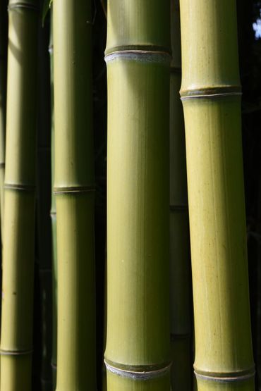 Phyllostachys atrovaginata