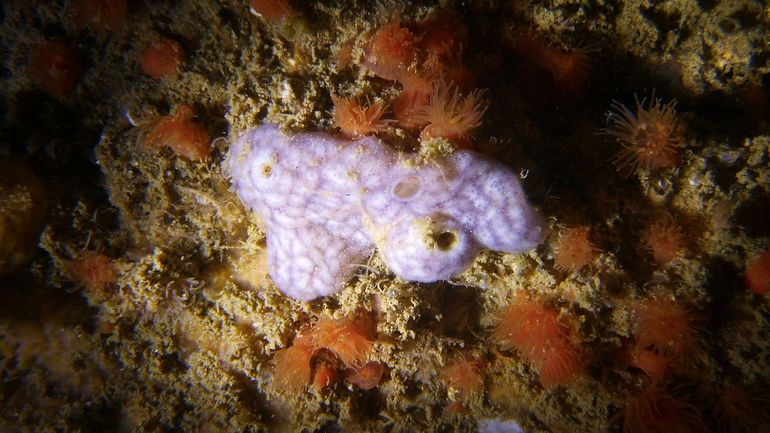 In de Nederlandse wateren werd alleen de wit-paarse variant van Didemnum coriaceum gezien