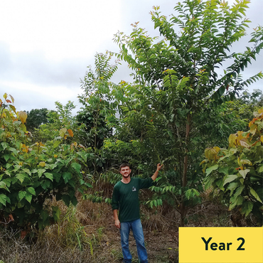 The same tree, two years after planting