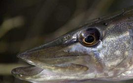Mark Zekhuis, Saxifraga Esox lucius. Snoek