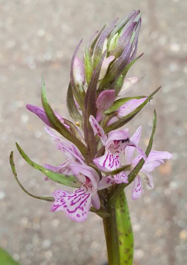 Nieuwe cultivar 'Sarah', geproduceerd tijdens dit onderzoek