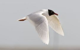 Larus melanocephalus, Zwartkopmeeuw, vliegend. Foto: Saxifraga-Luc Hoogenstein.
http://www.freenatureimages.eu