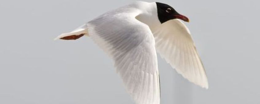 Larus melanocephalus, Zwartkopmeeuw, vliegend. Foto: Saxifraga-Luc Hoogenstein.
http://www.freenatureimages.eu