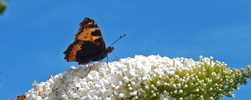 kleine vos primair