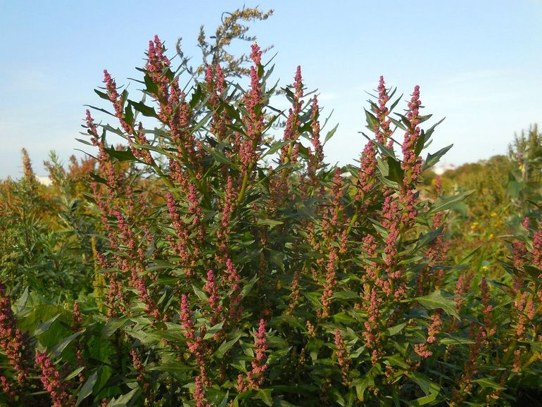 Rode ganzenvoet bloeit met hele kleine lichtrode bloemetjes