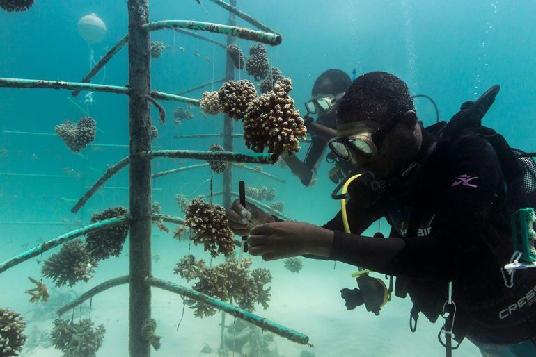 De lokale bevolking helpt het koraal op te bouwen