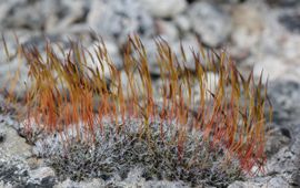 British Bryological Society VOOR EENMALIG GEBRUIK Muursterretje in droge toestand met dichte kapsels