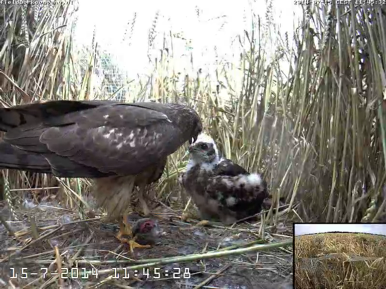 Vrouwtje voert een veldmuis aan één van haar jongen