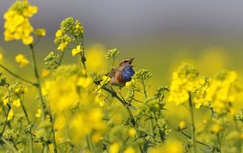 Blauwborst op zangpost in koolzaad