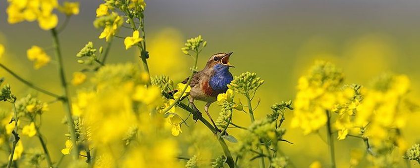 Blauwborst op zangpost in koolzaad