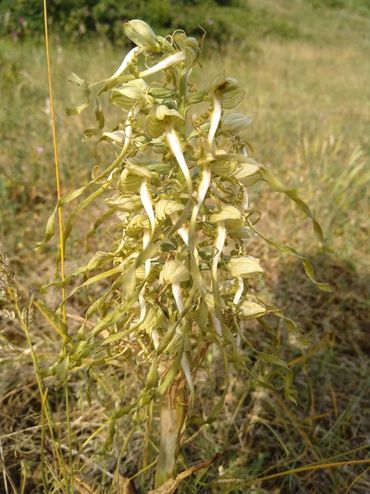 Een bijzondere waarneming: de bokkenorchis