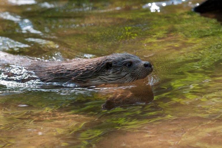 Otter