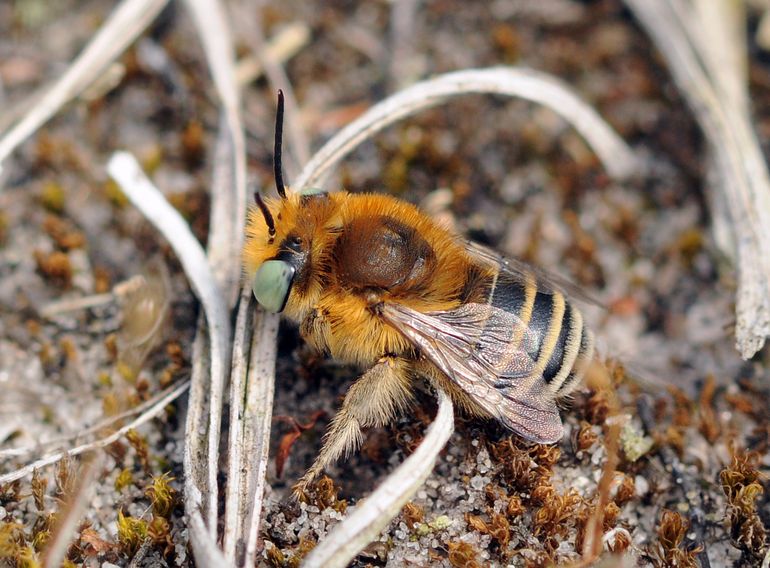 Het mannetje van de kleine sachembij heeft gifgroene ogen, een roodbruin behaard borststuk en scherp afgetekende witte bandjes op het achterlijf (deze werd in België gefotografeerd)