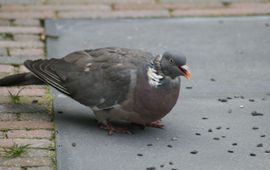Jasper de Ruiter Houtduif
