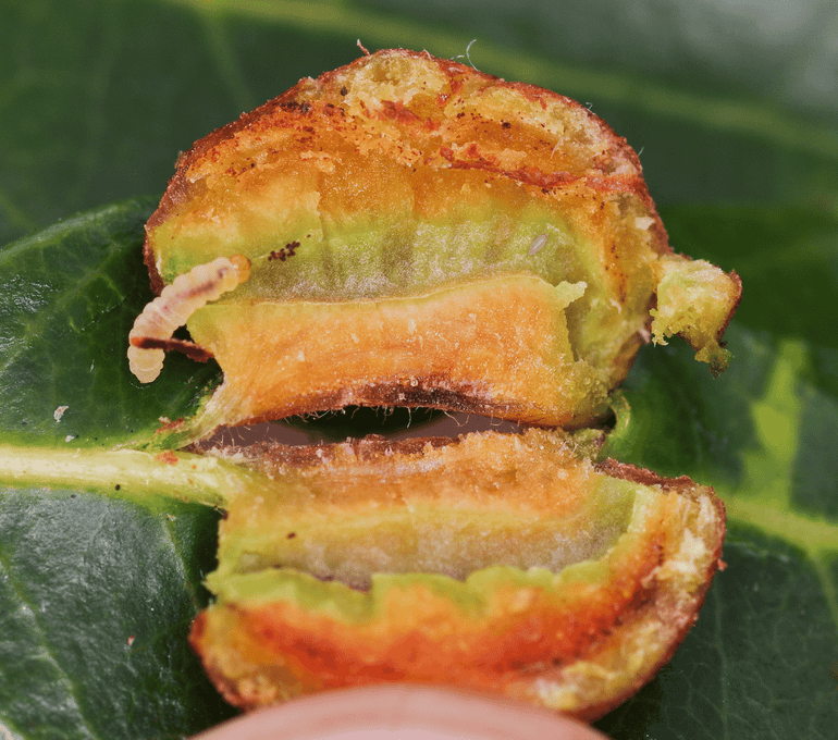 Dezelfde gal, opengesneden