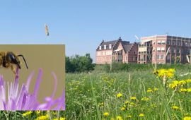 Linde Slikboer, Menno Reemer Gorinchemse stadsnatuur