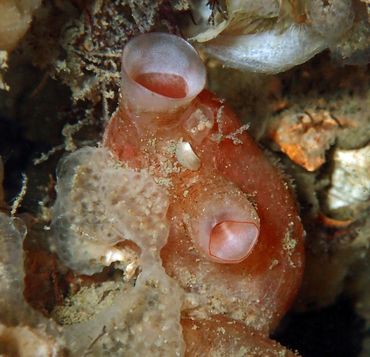De Abrikooszakpijp (Polycarpa tenera); een boeiend organisme met meerdere gezichten