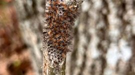 Uitkomst eerste eitjes eikenprocessierups op 23 maart 2026