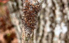 Uitkomst eerste eitjes eikenprocessierups op 23 maart 2026