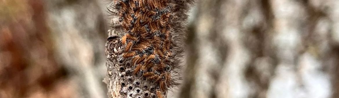 Uitkomst eerste eitjes eikenprocessierups op 23 maart 2026