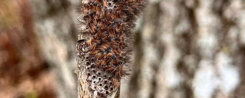 Uitkomst eerste eitjes eikenprocessierups op 23 maart 2026