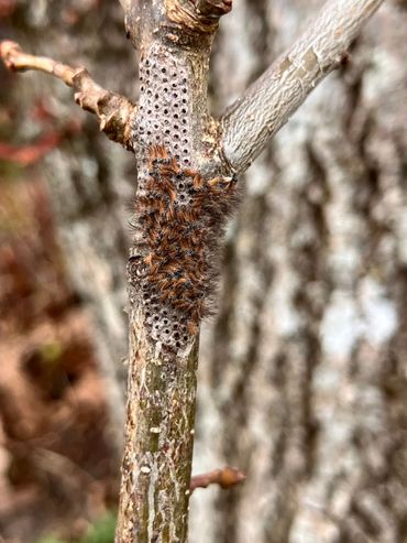 Uitkomst eerste eitjes eikenprocessierups op 23 maart 2026