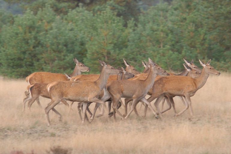 Bokken proberen een zo groot mogelijke harem van hinden te vormen