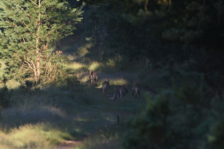 Volwassen wolf met vier wolvenwelpen