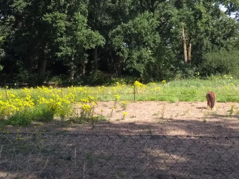 Deze vertrapte paardenweide is een open uitnodiging voor nog meer Jakobskruiskruid.