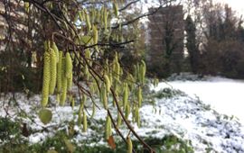 Bloei hazelaar op 9 december 2017 in Ede in de sneeuw