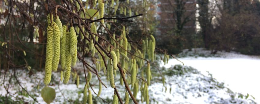 Bloei hazelaar op 9 december 2017 in Ede in de sneeuw