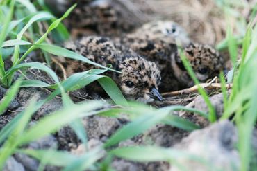 Kievitkuikens verstoppen zichzelf goed