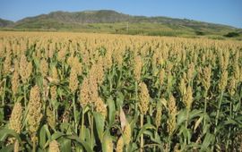 Taye Tessema, Ethiopian Institute of Agricultural Research (EIAR) Veld met sorghum. Sorghum field