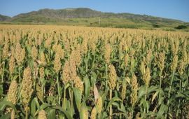 Veld met sorghum. Sorghum field