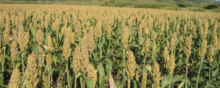 Veld met sorghum. Sorghum field