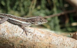 Lizard Lesser Antiles 1