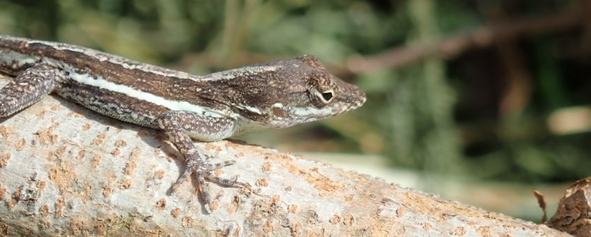 Lizard Lesser Antiles 1