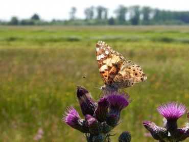 De distelvlinders die in de voorzomer Nederland binnentrekken, zijn door de lange reis vaak beschadigd en flets van kleur