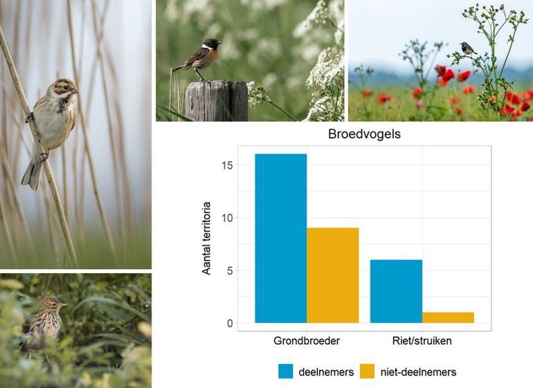 Figuur 2. Aantal territoria van grondbroeders (zoals roodborsttapuit en gele kwikstaart) en struweelbroeders (rietzanger en kleine karekiet) in dijkvakken van aan de pilot deelnemende boeren en dijkvakken van niet-deelnemers tijdens broedseizoen 2021. Foto’s: vogels die op en om de slaperdijken werden waargenomen