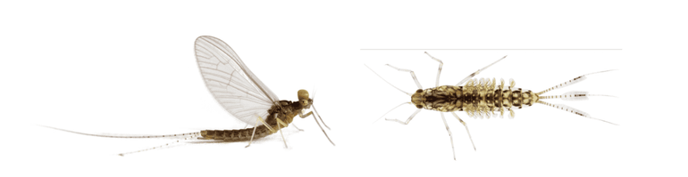 Volwassen exemplaar (links) en larve (rechts) van de gewone tweevleugel