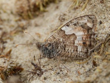 Grayling (Hipparchia semele)